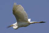 Great White Egret