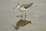 Greenshank
