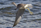 Greenshank