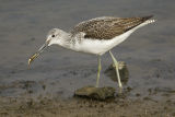 Greenshank