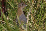 Grey Partridge