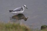 Grey Phalarope