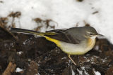 Grey Wagtail