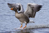 Greylag Goose