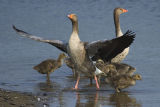Greylag Goose family