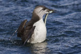 Guillemot