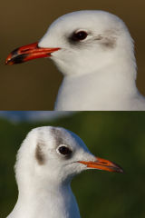 Black-headed & Mediterranean Gulls