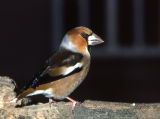Hawfinch