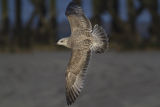 Herring Gull