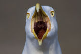 Herring Gull