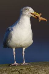 Herring Gull