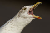 Herring Gull