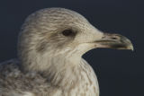 Herring Gull
