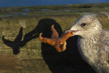 Herring Gull