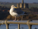 Herring Gull