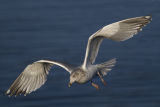 Herring Gull