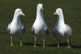 Herring Gulls