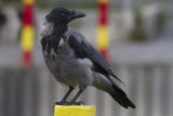 Hooded Crow