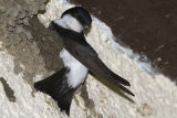 House Martin