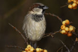 House Sparrow