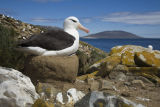 Black-browed Albatross