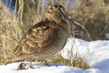 Woodcock