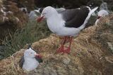 Dolphin Gulls