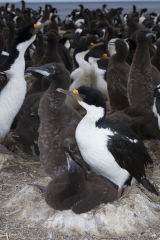 King Cormorant