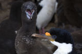 King Cormorant