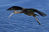 Glossy Ibis