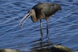 Glossy Ibis