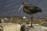 Glossy Ibis