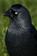 Jackdaw