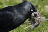 Jackdaw