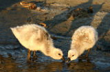 Kelp Geese