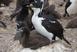 King Cormorant
