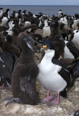 King Cormorant