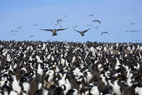 King Cormorant Colony