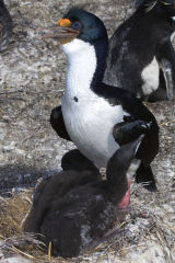 King Cormorant