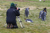 King Penguins