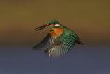 Kingfisher