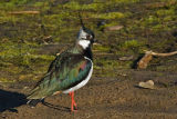 Lapwing