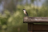Lesser Grey Shrike