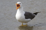 Lesser-black backed Gull