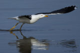 Lesser black-backed Gull