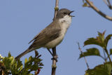 Lesser Whitethroat