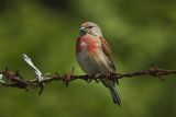 Linnet