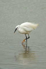 Little Egret