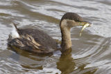 Little Grebe