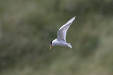 Little Tern